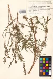 Artemisia arenaria DC., Eastern Europe, Lower Volga region (E9) (Russia)