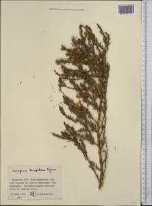 Caragana leucophloea Pojark., Middle Asia, Northern & Central Kazakhstan (M10) (Kazakhstan)