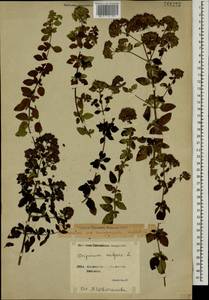 Origanum vulgare L., Caucasus, Georgia (K4) (Georgia)