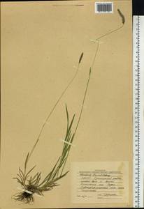 Hordeum brevisubulatum (Trin.) Link, Siberia, Yakutia (S5) (Russia)