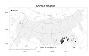 Spiraea elegans Pojark., Atlas of the Russian Flora (FLORUS) (Russia)