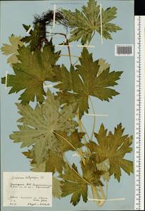 Delphinium dictyocarpum DC., Eastern Europe, Eastern region (E10) (Russia)
