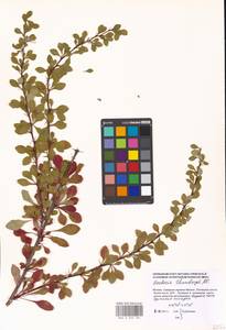 Berberis thunbergii DC., Eastern Europe, Moscow region (E4a) (Russia)