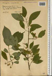 Euonymus europaeus L., Eastern Europe, South Ukrainian region (E12) (Ukraine)