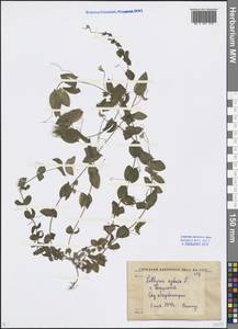Lathyrus aphaca L., Middle Asia, Syr-Darian deserts & Kyzylkum (M7) (Uzbekistan)