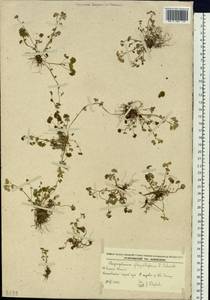 Chrysosplenium flagelliferum F. Schmidt, Siberia, Russian Far East (S6) (Russia)