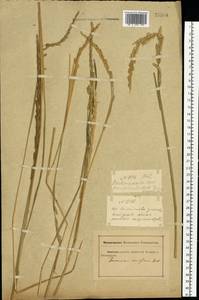 Beckmannia eruciformis (L.) Host, Eastern Europe, Rostov Oblast (E12a) (Russia)