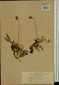 Pilosella officinarum Vaill., Eastern Europe, Northern region (E1) (Russia)
