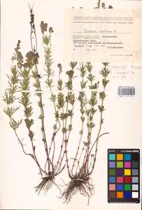 MHA 0 160 239, Veronica austriaca subsp. jacquinii (Baumg.) Watzl, Eastern Europe, Lower Volga region (E9) (Russia)