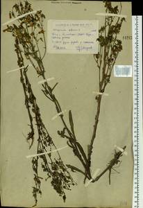 Campanula sibirica L., Siberia, Western (Kazakhstan) Altai Mountains (S2a) (Kazakhstan)