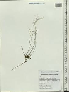 Arabidopsis arenosa subsp. arenosa, Eastern Europe, Northern region (E1) (Russia)