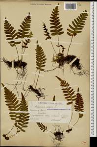 Polypodium vulgare L., Caucasus, Armenia (K5) (Armenia)