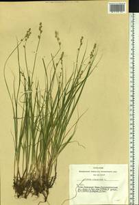 Carex canescens subsp. canescens, Siberia, Altai & Sayany Mountains (S2) (Russia)