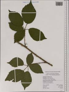 Rubus umbrosus (Weihe & Nees) Arrh., Western Europe (EUR) (Germany)