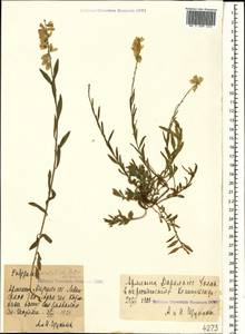 Polygala anatolica Boiss. & Heldr., Caucasus, Armenia (K5) (Armenia)