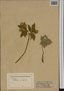 Ranunculus platanifolius L., Western Europe (EUR) (Austria)