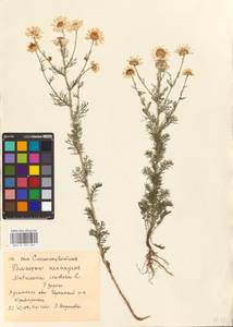 Tripleurospermum inodorum (L.) Sch.-Bip, Eastern Europe, North Ukrainian region (E11) (Ukraine)