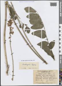 Onobrychis verae Širj., Middle Asia, Pamir & Pamiro-Alai (M2) (Tajikistan)