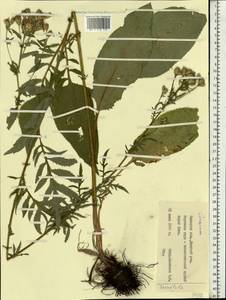 Serratula, Eastern Europe, Central forest-and-steppe region (E6) (Russia)