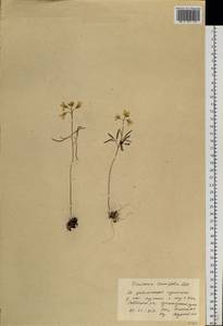 Cardamine tenuifolia Hook., Siberia, Central Siberia (S3) (Russia)