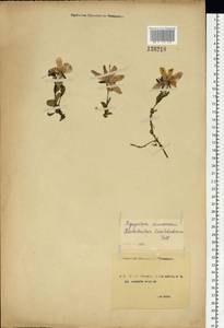 Rhododendron camtschaticum Pall., Siberia, Chukotka & Kamchatka (S7) (Russia)