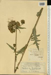 Cirsium oleraceum (L.) Scop., Eastern Europe, Moscow region (E4a) (Russia)