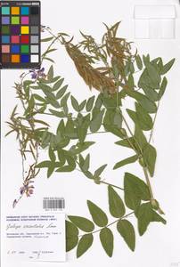 Galega orientalis Lam., Eastern Europe, Moscow region (E4a) (Russia)