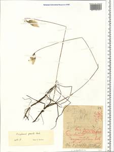 Eriophorum angustifolium Honck., Eastern Europe, Northern region (E1) (Russia)