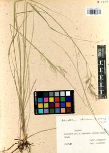 Achnatherum sibiricum (L.) Keng ex Tzvelev, Siberia, Baikal & Transbaikal region (S4) (Russia)