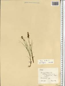 Carex hirta L., Eastern Europe, Central forest region (E5) (Russia)