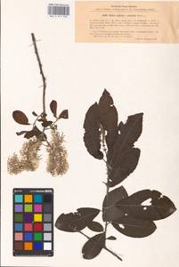 Salix caprea × cinerea, Eastern Europe, Central forest-and-steppe region (E6) (Russia)