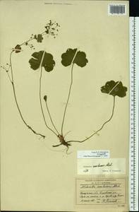 Alchemilla semilunaris Alechin, Eastern Europe, Central region (E4) (Russia)