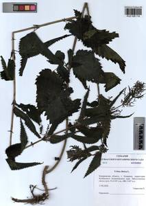 Urtica dioica L., Siberia, Altai & Sayany Mountains (S2) (Russia)