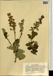 Rubus sanctus Schreb., South Asia, South Asia (Asia outside ex-Soviet states and Mongolia) (ASIA) (Afghanistan)