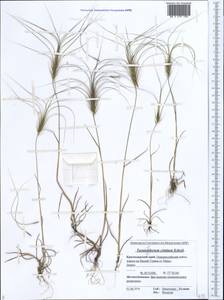 Taeniatherum caput-medusae (L.) Nevski, Caucasus, Black Sea Shore (from Novorossiysk to Adler) (K3) (Russia)
