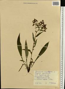 Pulmonaria angustifolia L., Eastern Europe, South Ukrainian region (E12) (Ukraine)