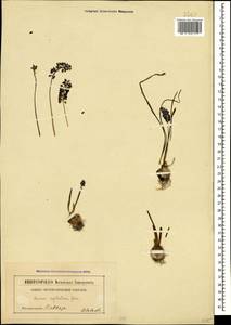 Muscari neglectum Guss. ex Ten., Caucasus (no precise locality) (K0)