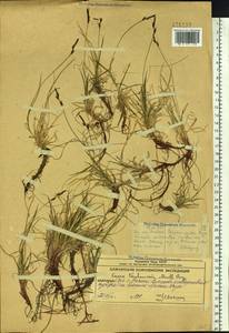 Carex vanheurckii Müll.Arg., Siberia, Chukotka & Kamchatka (S7) (Russia)