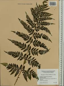Dryopteris expansa (C.Presl) Fraser-Jenk. & Jermy, Eastern Europe, West Ukrainian region (E13) (Ukraine)