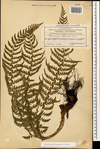 Polystichum aculeatum (L.) Roth, Caucasus, Azerbaijan (K6) (Azerbaijan)