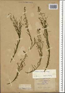 Thesium ramosum Hayne, Caucasus, Krasnodar Krai & Adygea (K1a) (Russia)