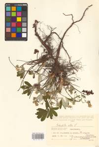 Potentilla alba L., Eastern Europe, Western region (E3) (Russia)