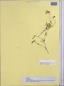 Lotus krylovii Schischkin & Serg., Middle Asia, Middle Asia (no precise locality) (M0) (Not classified)