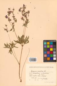 Geranium erianthum DC., Siberia, Russian Far East (S6) (Russia)