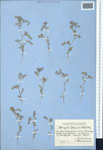 Astragalus filicaulis Kar. & Kir., Middle Asia, Dzungarian Alatau & Tarbagatai (M5) (Kazakhstan)