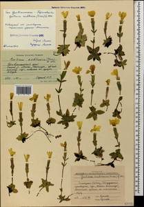 Gentiana verna subsp. oschtenica (Kuzn.) J. J. Halda, Caucasus, Stavropol Krai, Karachay-Cherkessia & Kabardino-Balkaria (K1b) (Russia)