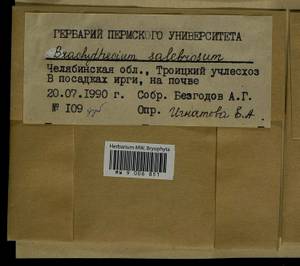 Brachythecium salebrosum (Hoffm. ex F. Weber & D. Mohr) Schimp., Bryophytes, Bryophytes - South Urals (B14) (Russia)