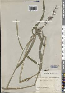 Melica altissima L., Siberia, Western (Kazakhstan) Altai Mountains (S2a) (Kazakhstan)