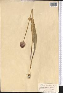 Allium fetisowii Regel, Middle Asia, Western Tian Shan & Karatau (M3) (Kyrgyzstan)