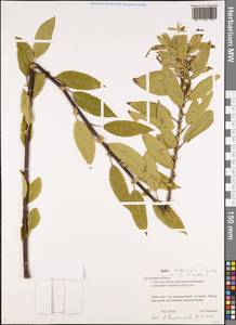 Salix myrsinifolia × triandra, Eastern Europe, Central region (E4) (Russia)
